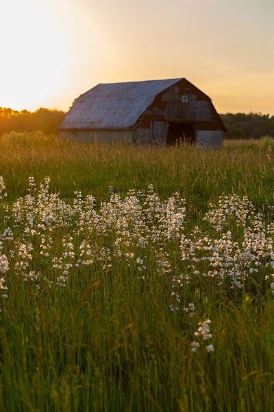 Day, Richard and Susan 아티스트의 Old barn and field of penstemon at sunset Prairie Ridge State Natural Area-Marion County-Illinois작품입니다.